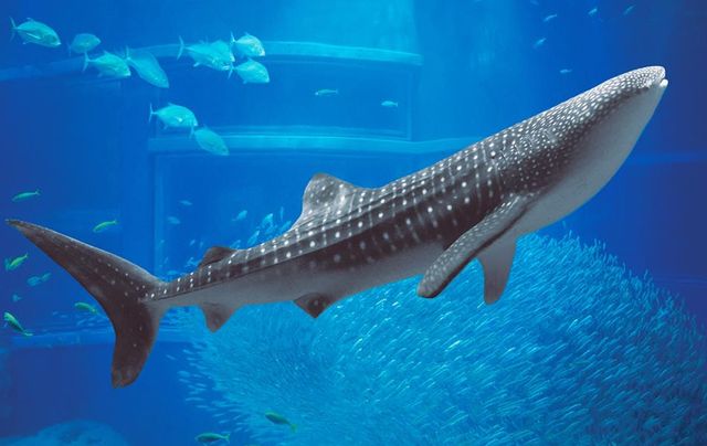 Осака, Киото, Нара-3хотын аялал 