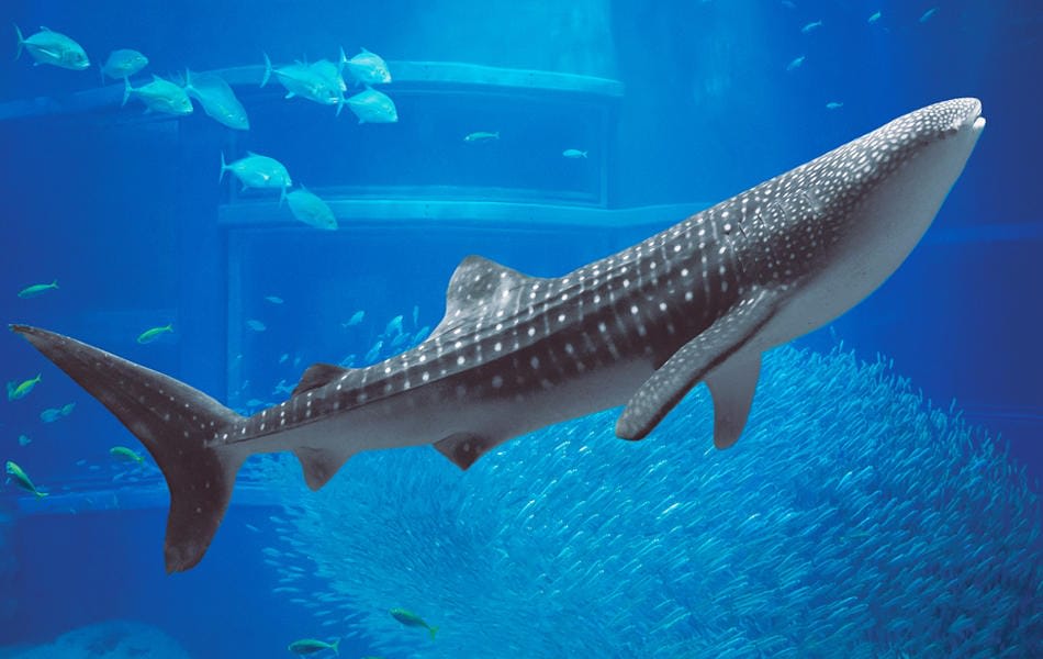 Осака, Киото, Нара-3хотын аялал 